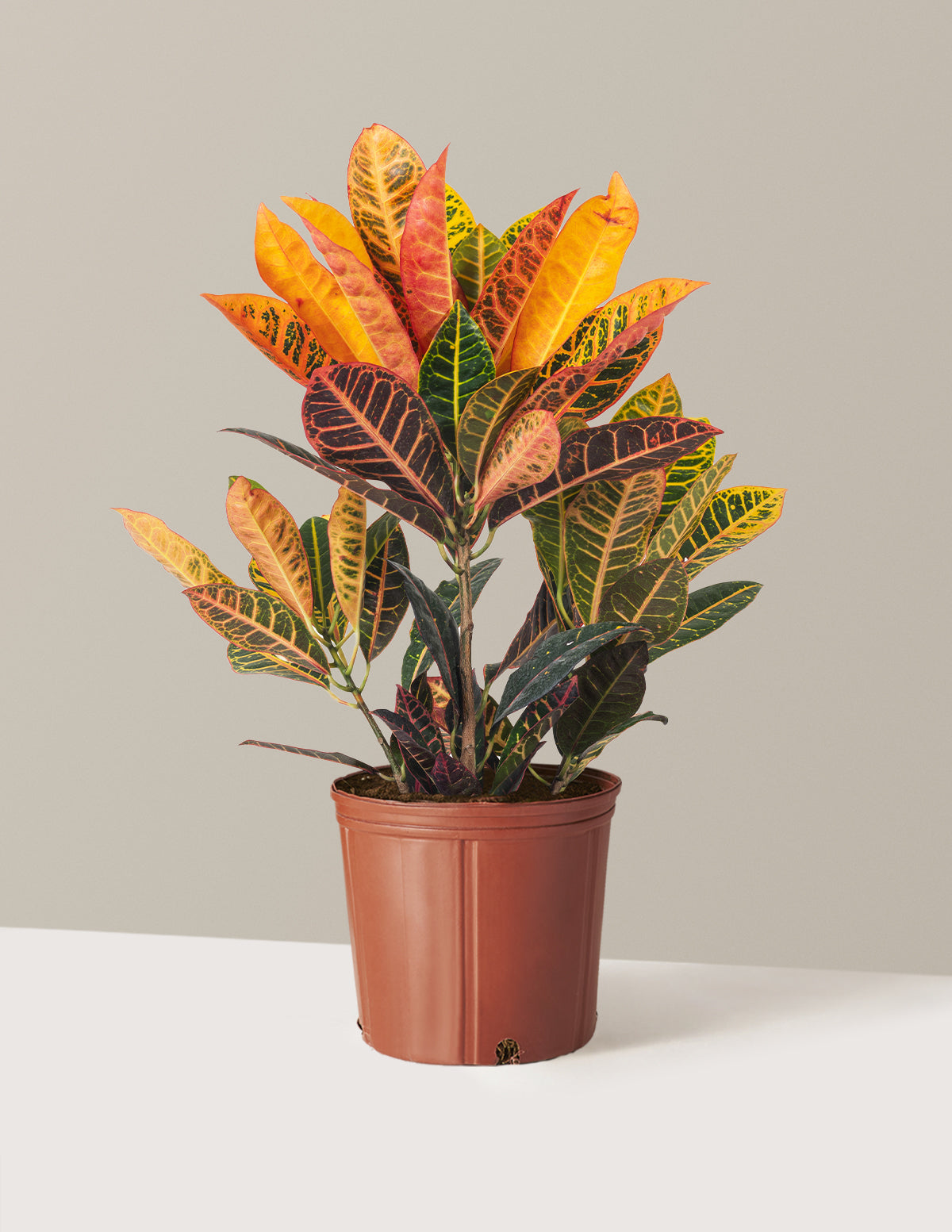 Croton Petra