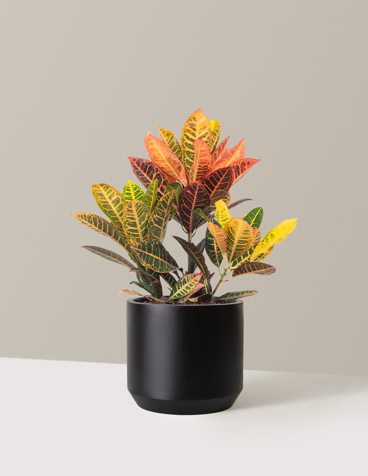 Croton Petra