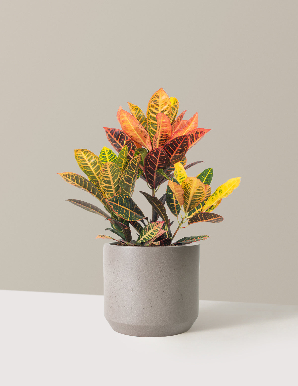 Croton Petra
