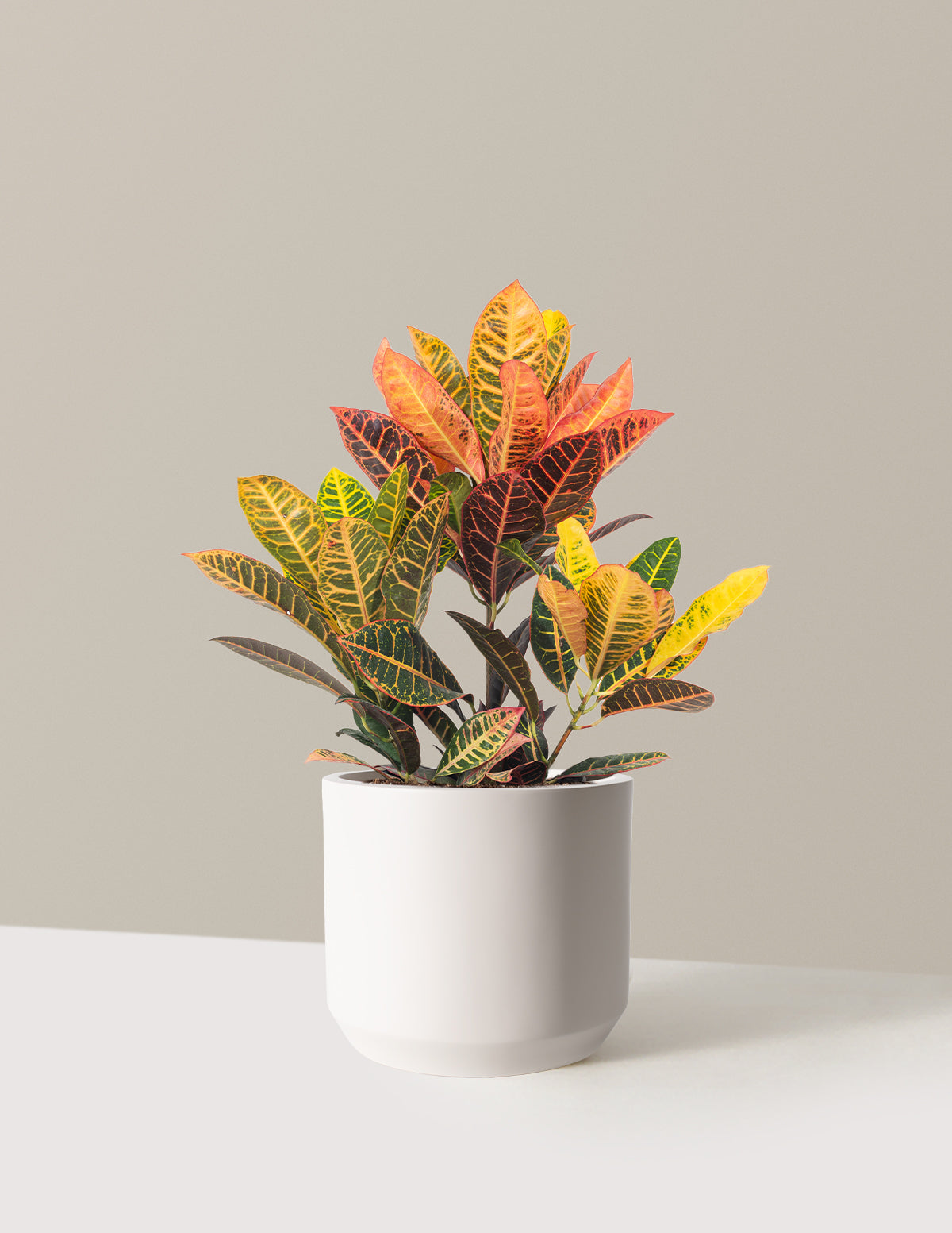 Croton Petra