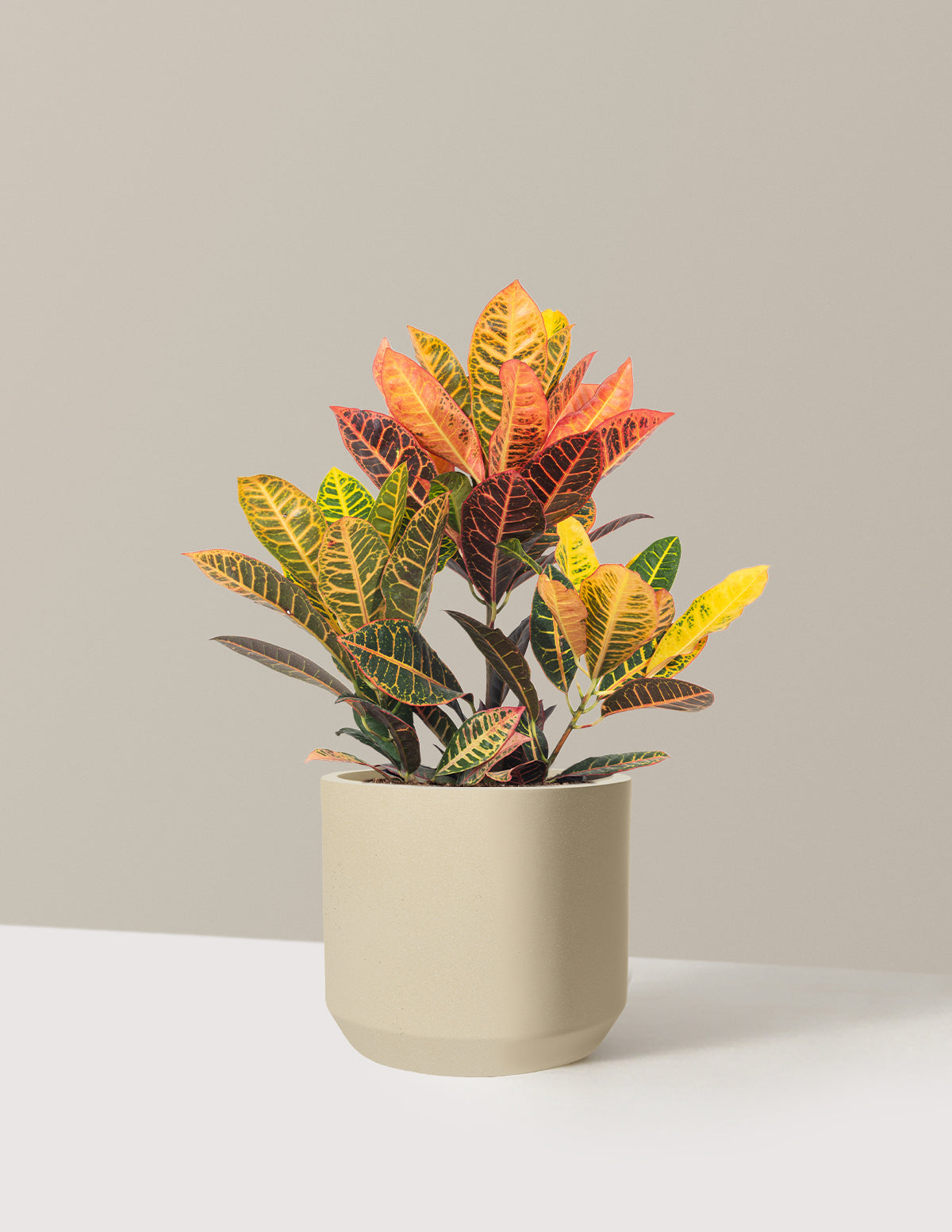 Croton Petra
