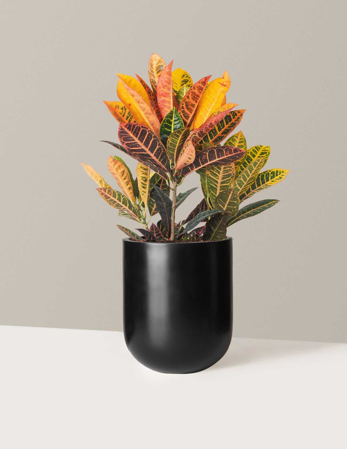 Croton Petra