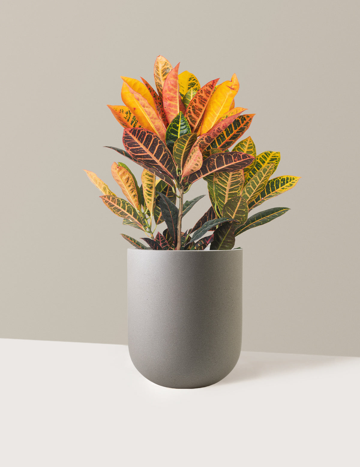 Croton Petra