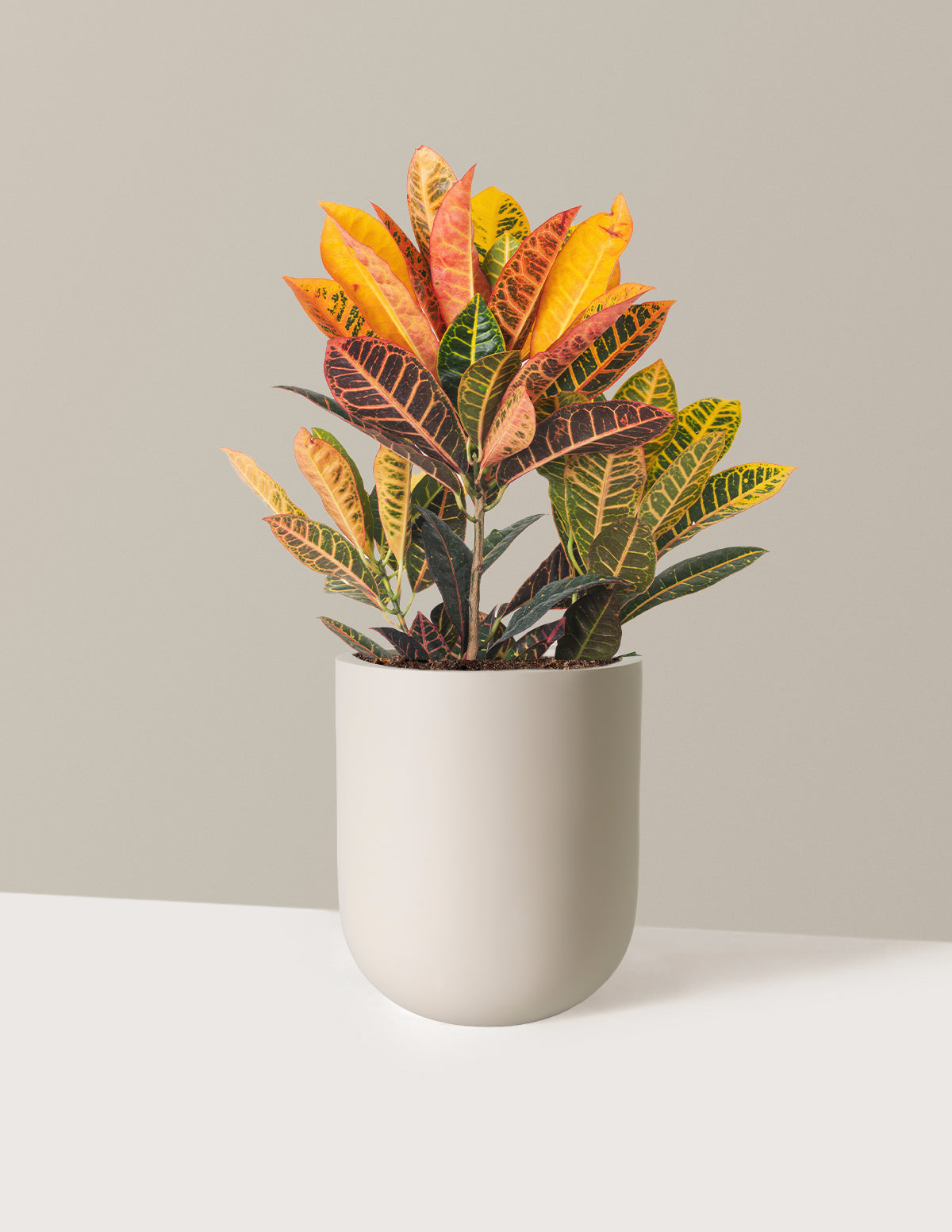 Croton Petra