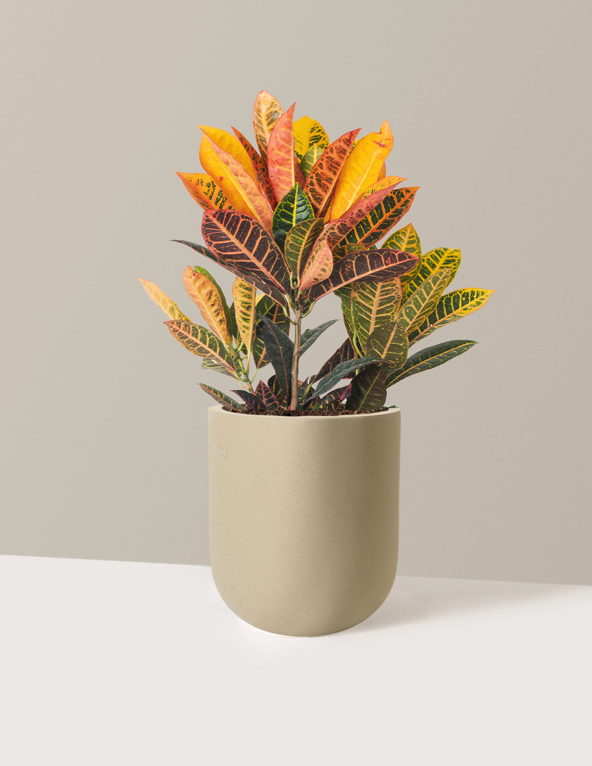 Croton Petra