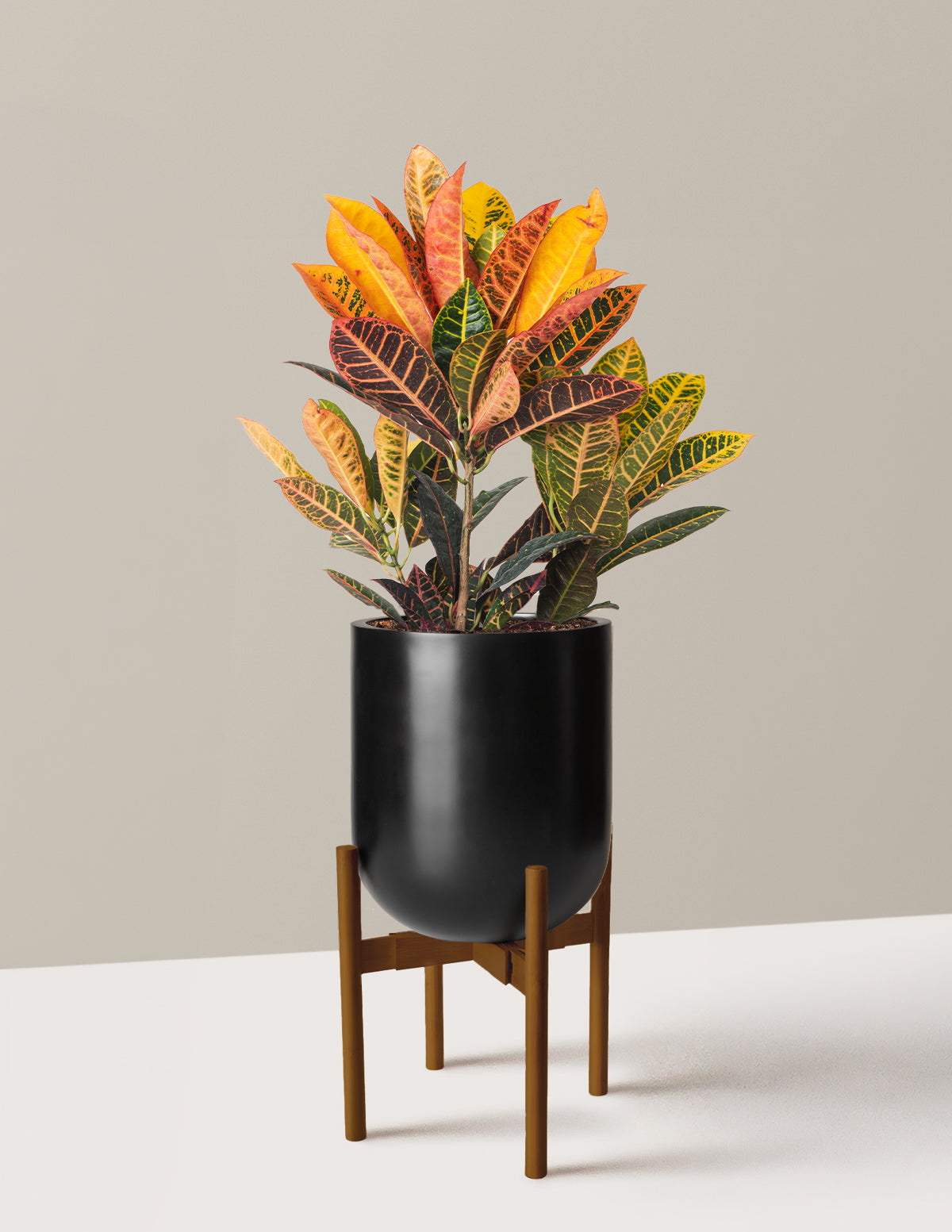 Croton Petra