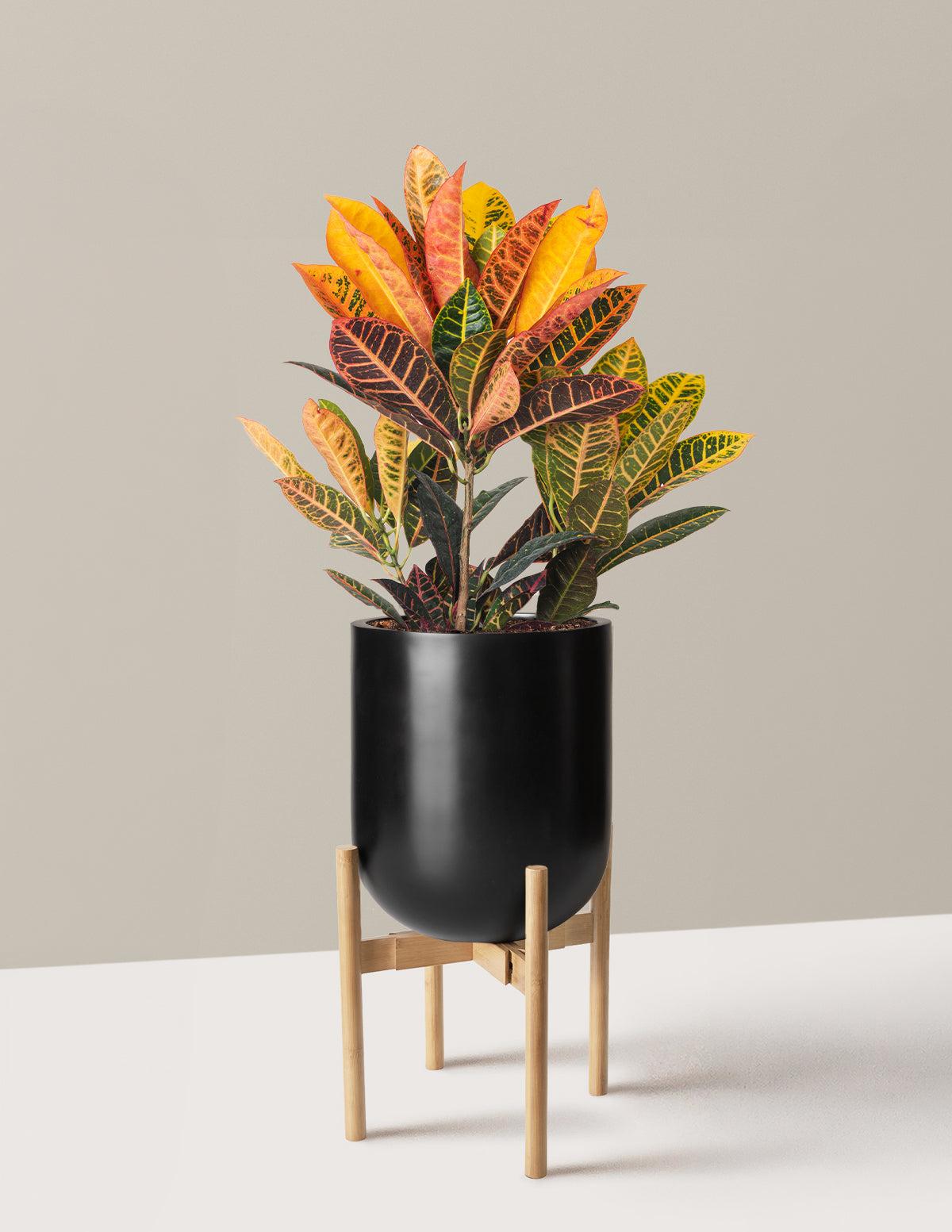 Croton Petra