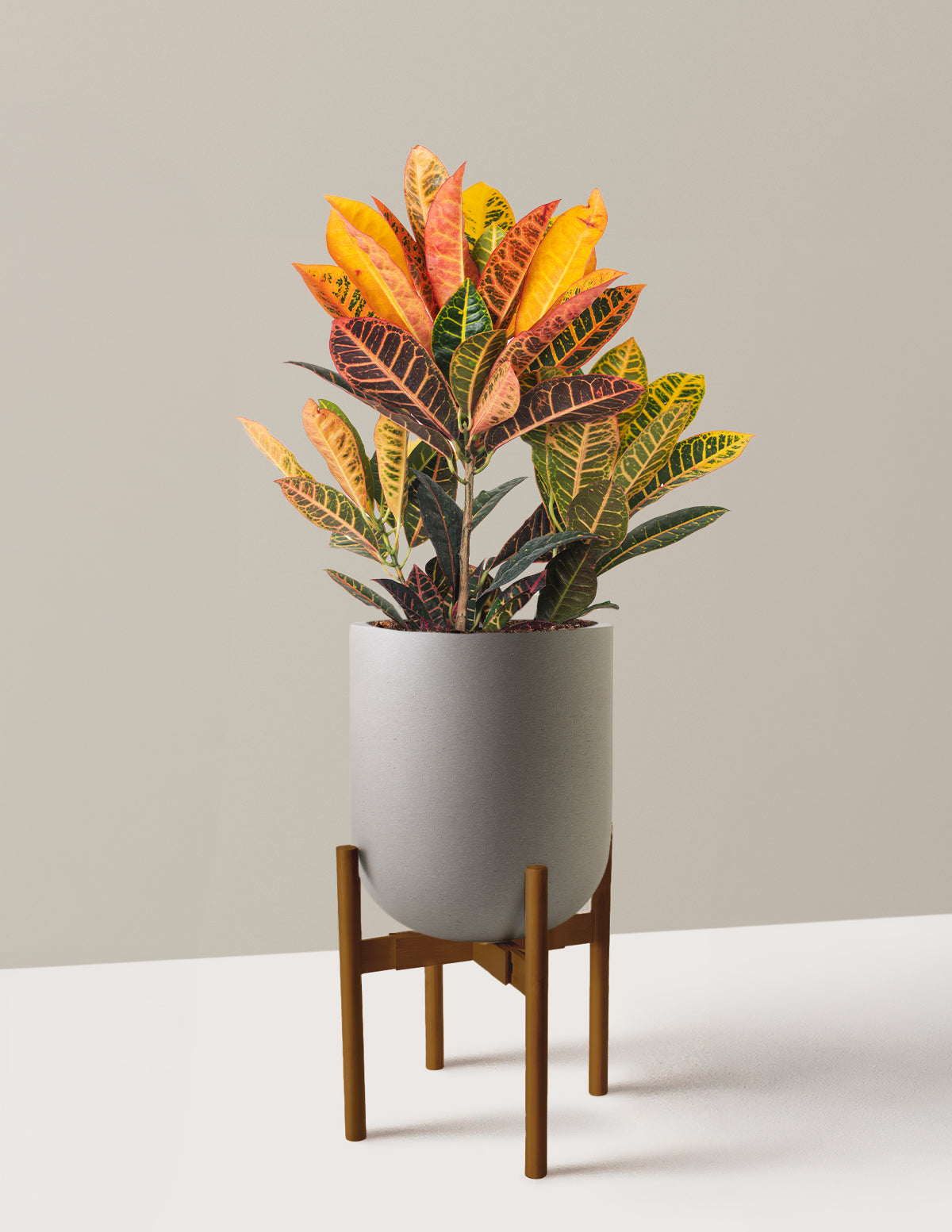 Croton Petra