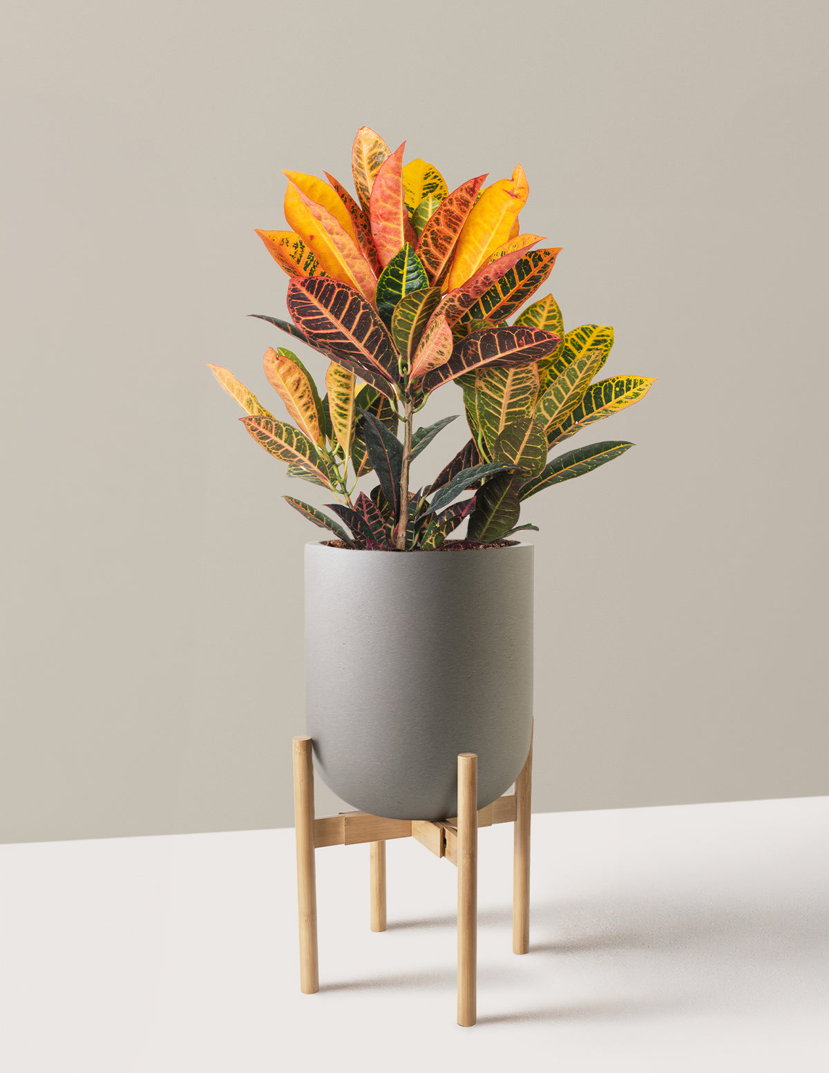 Croton Petra