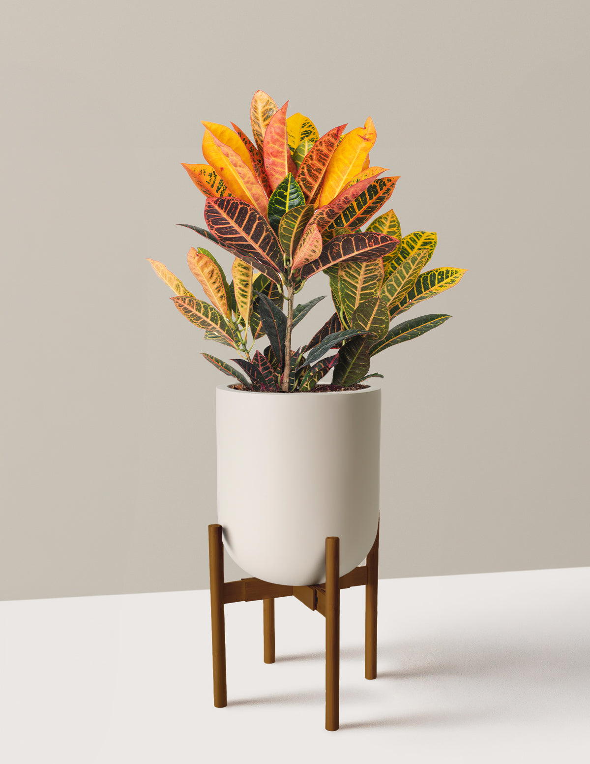 Croton Petra