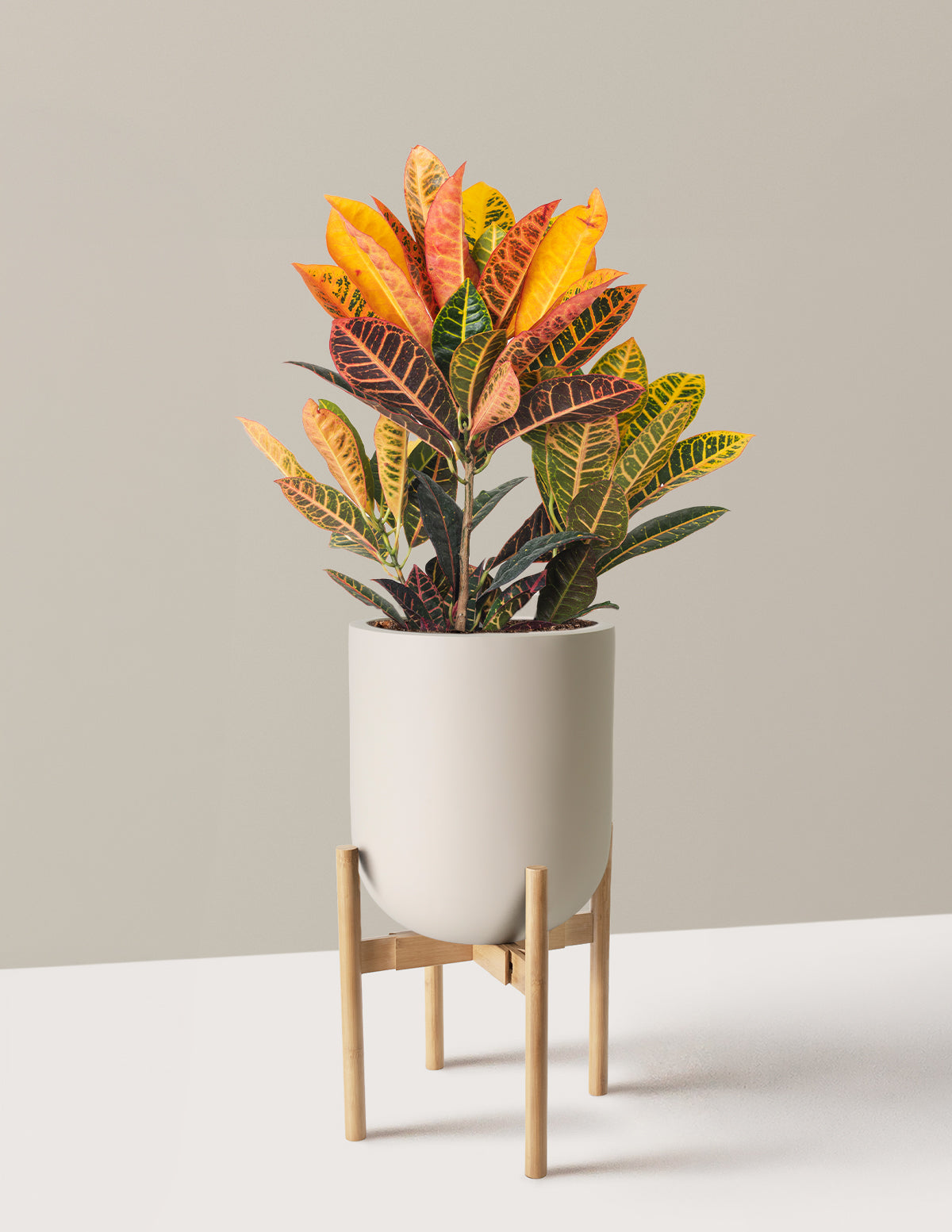 Croton Petra