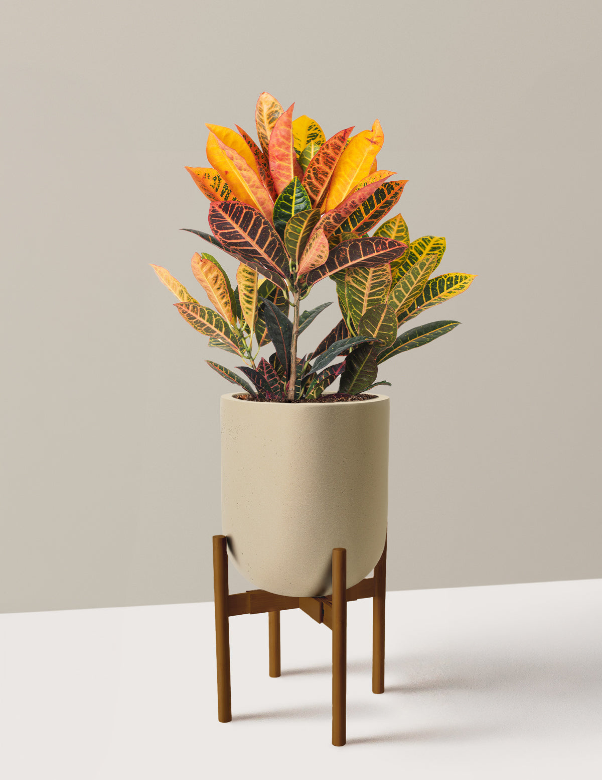 Croton Petra