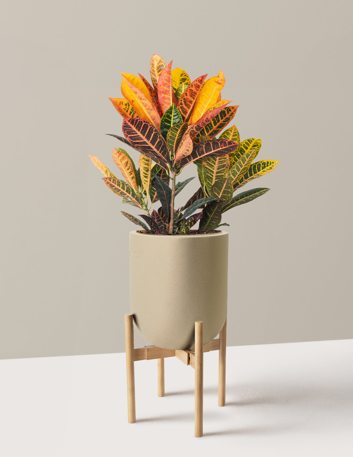Croton Petra