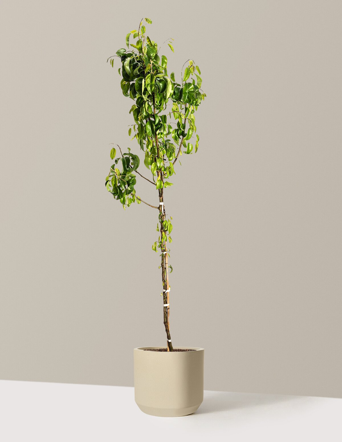D'Anjou Pear Tree
