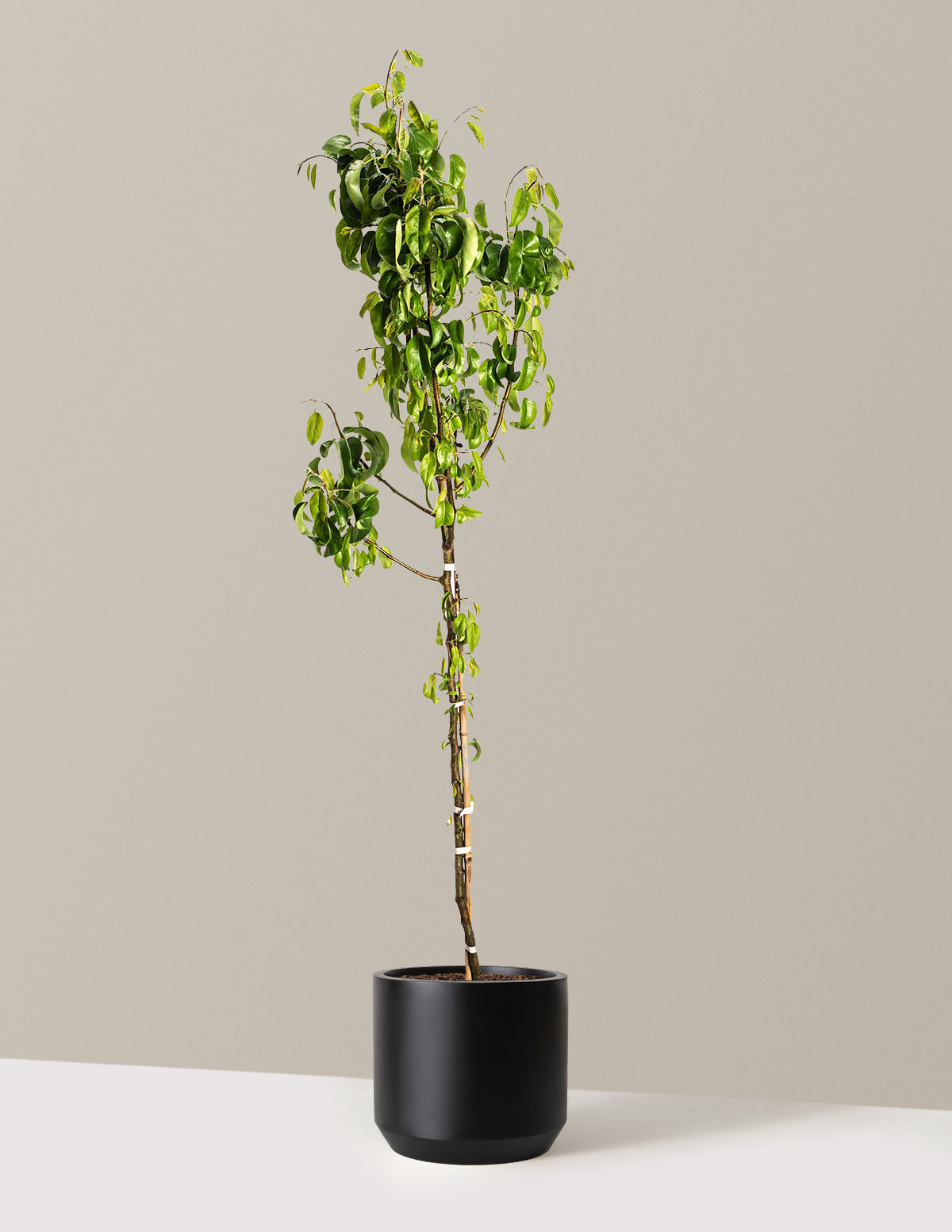 D'Anjou Pear Tree