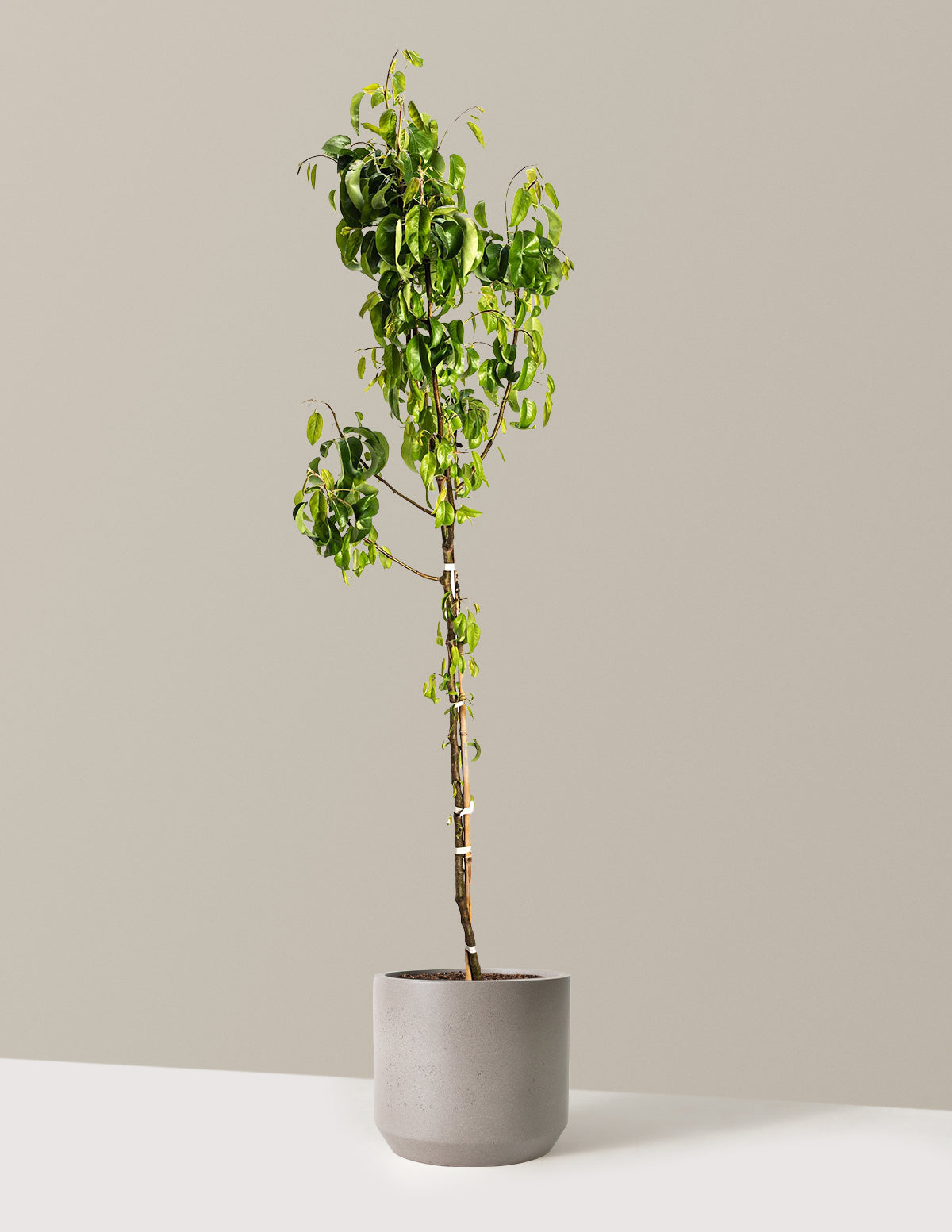 D'Anjou Pear Tree