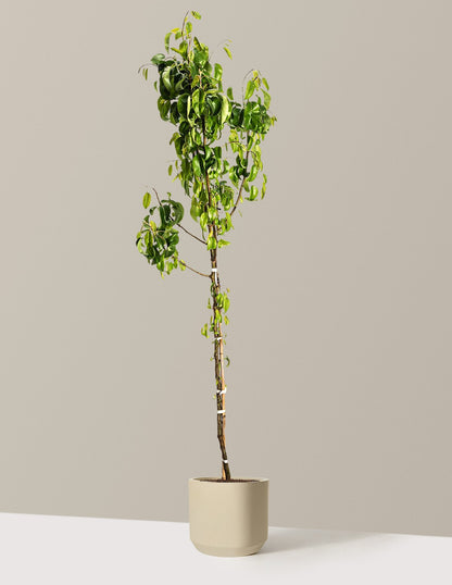 D'Anjou Pear Tree