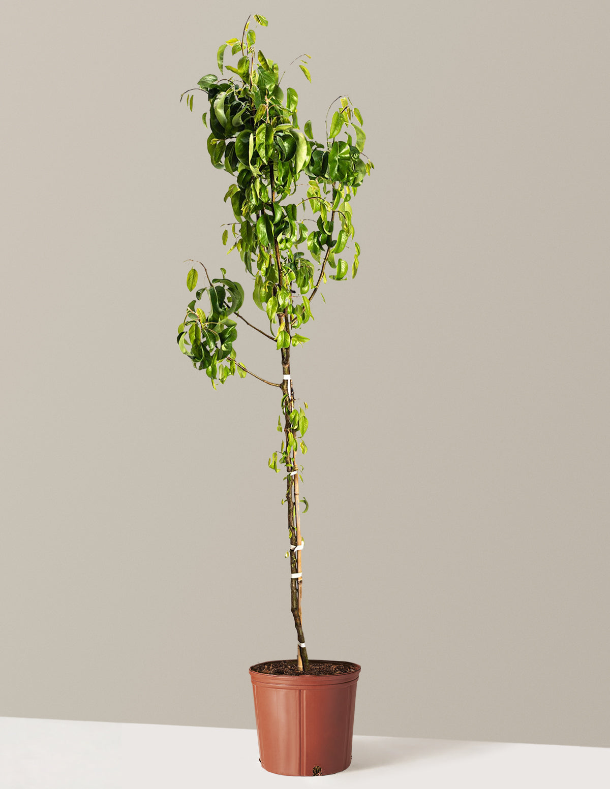The Sill D'Anjou Pear Tree