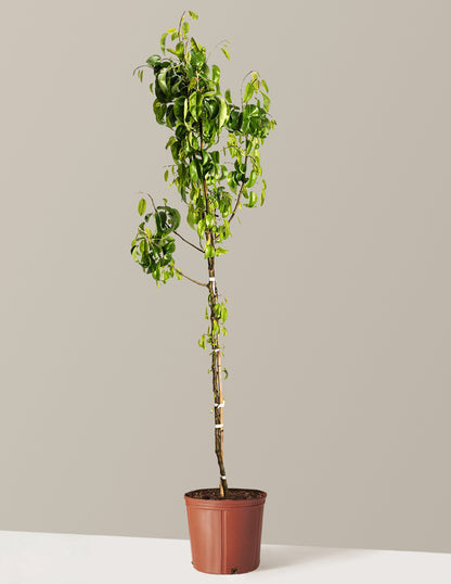 D'Anjou Pear Tree