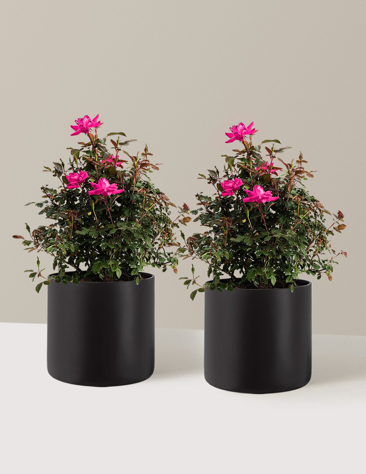 Pink Double Knock Out® Rose
