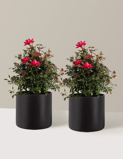 bundle | 3 Gallon - 2 Pack | Agnes | Black