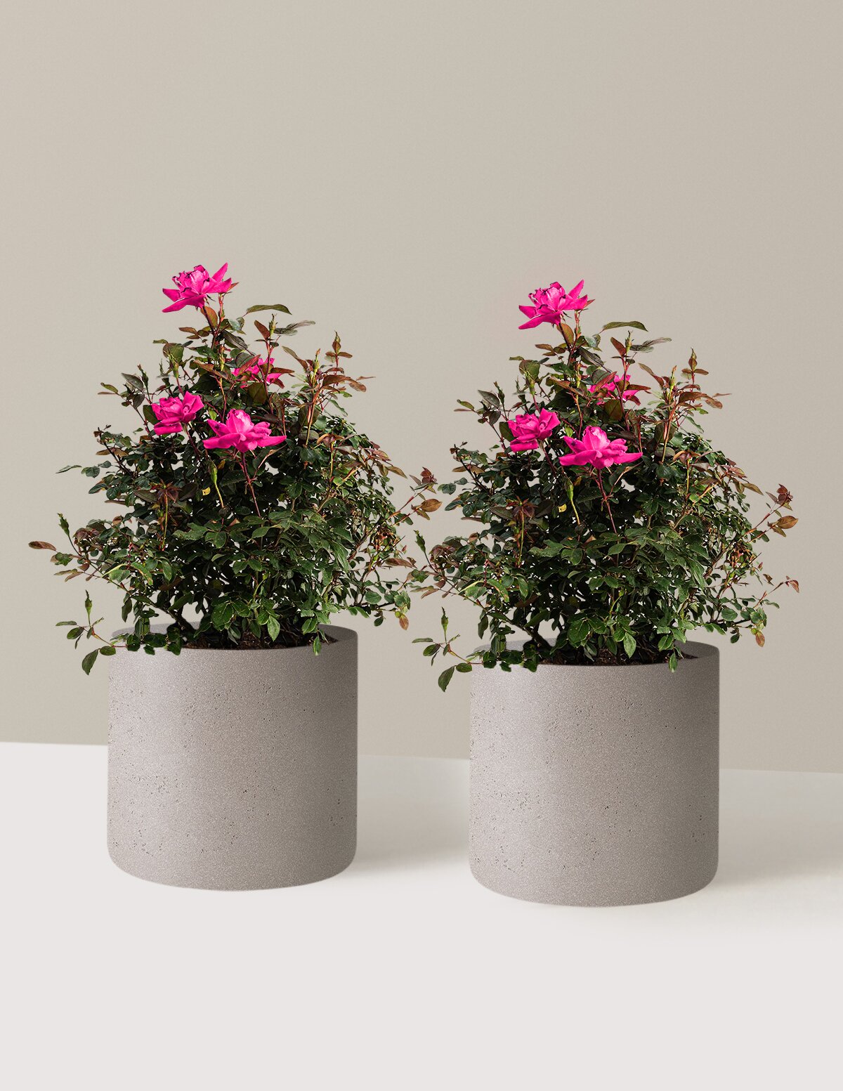 Pink Double Knock Out® Rose