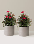 bundle | 3 Gallon - 2 Pack | Agnes | Cement Grey