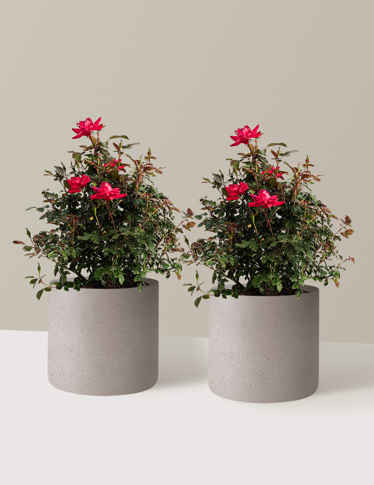 bundle | 3 Gallon - 2 Pack | Agnes | Cement Grey