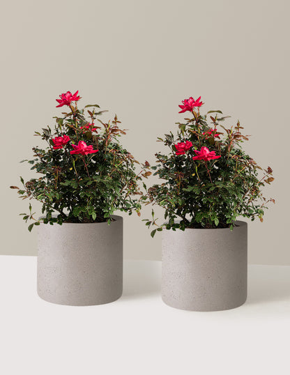 bundle | 3 Gallon - 2 Pack | Agnes | Cement Grey