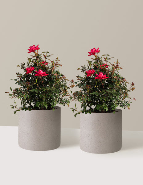 10-Pack Double Knock Out Rose with Planter | 3 Gallon with Planter - 2-Pack | Mexia