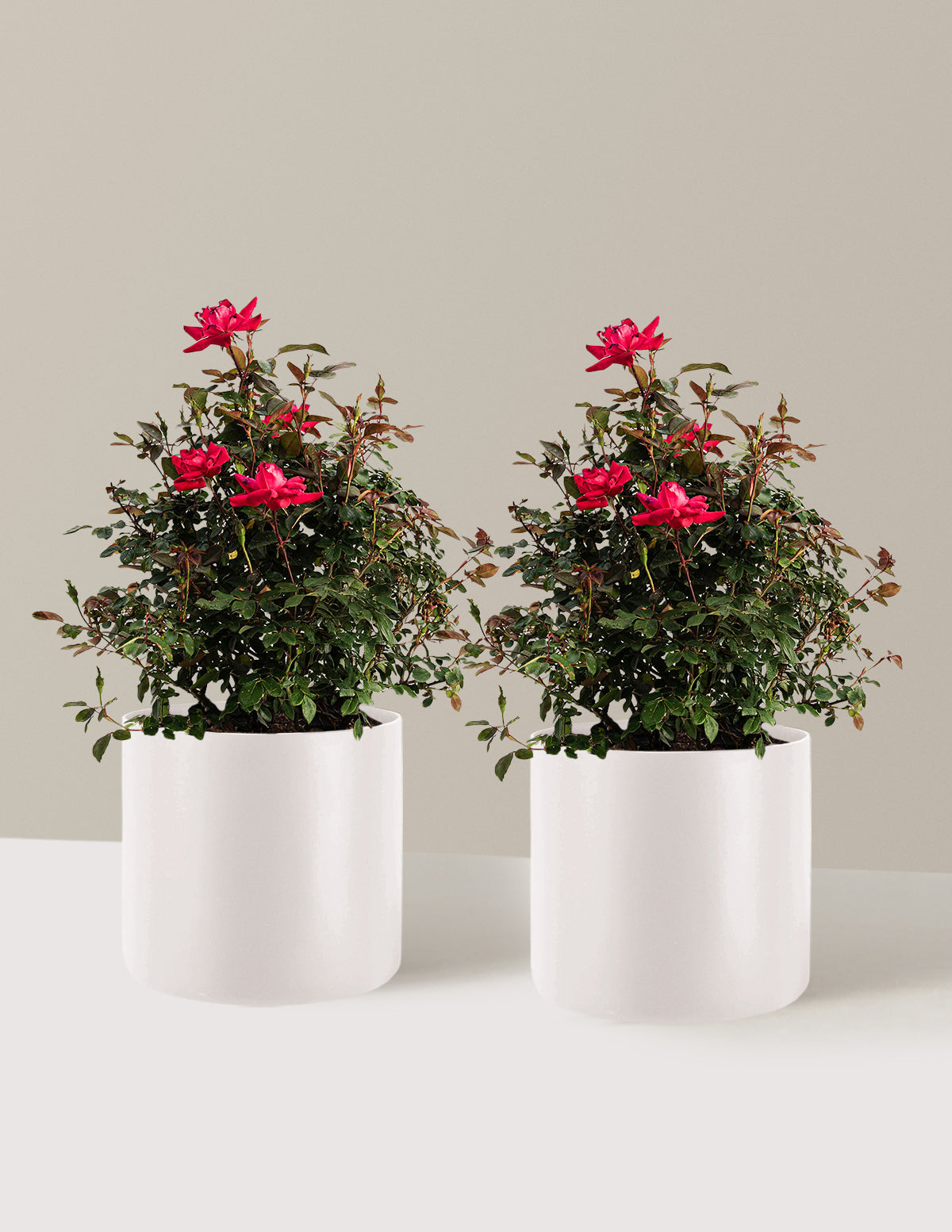 10-Pack Double Knock Out Rose with Planter | 3 Gallon with Planter - 2-Pack | Agnes | Easy care, continuous, vibrant blooms.