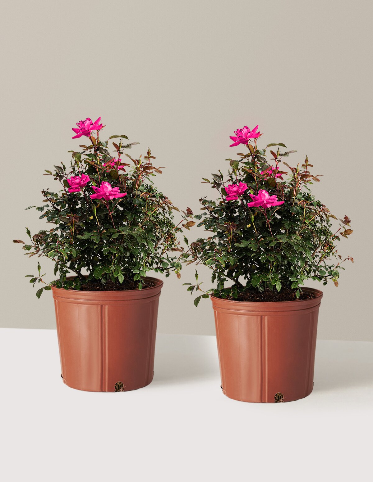 Pink Double Knock Out® Rose