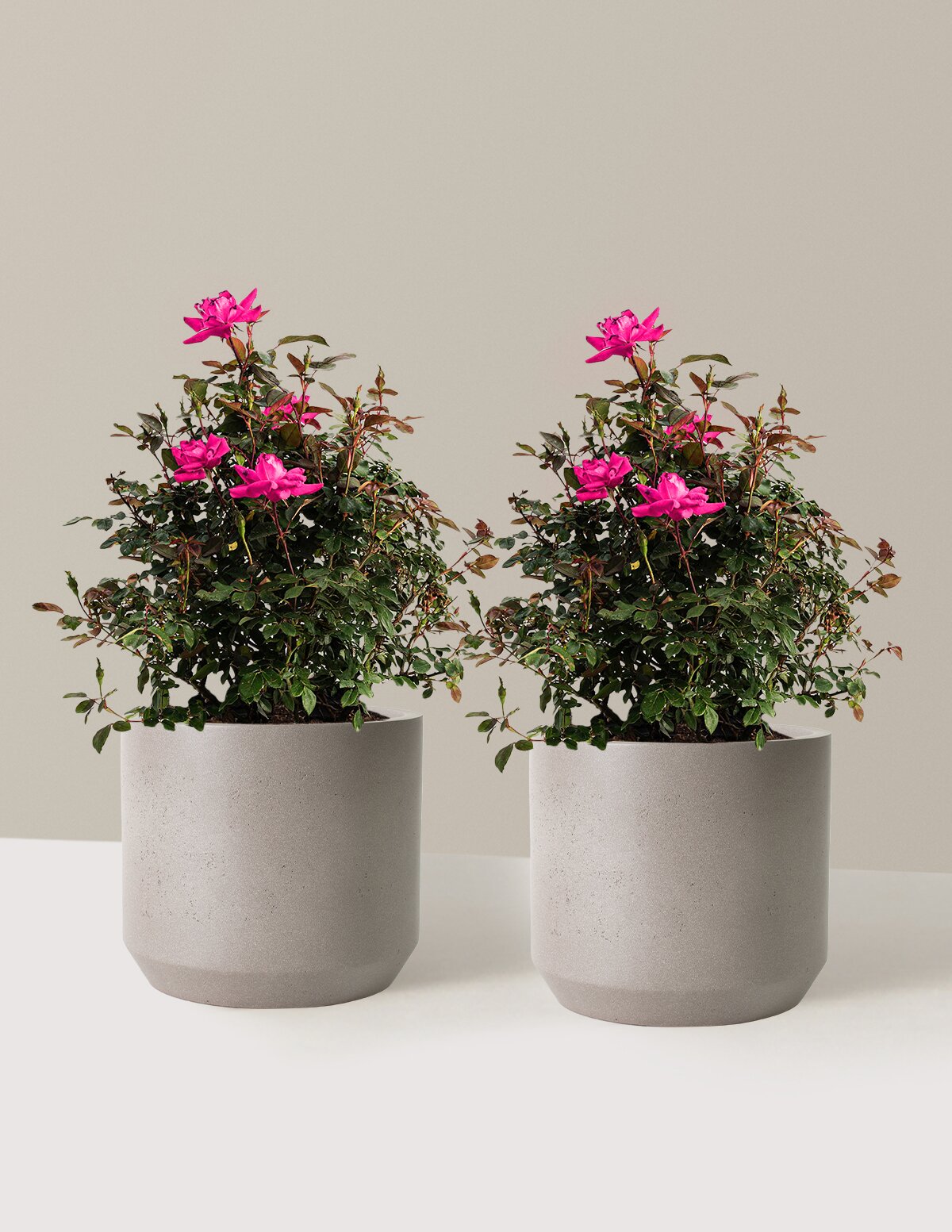 Pink Double Knock Out® Rose