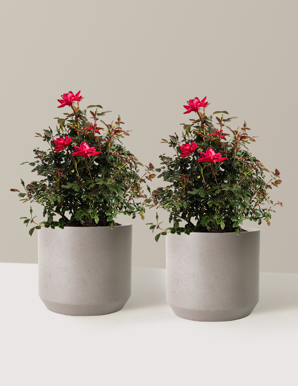 bundle | 3 Gallon - 2 Pack | Mexia | Cement Grey