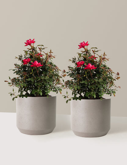 bundle | 3 Gallon - 2 Pack | Mexia | Cement Grey