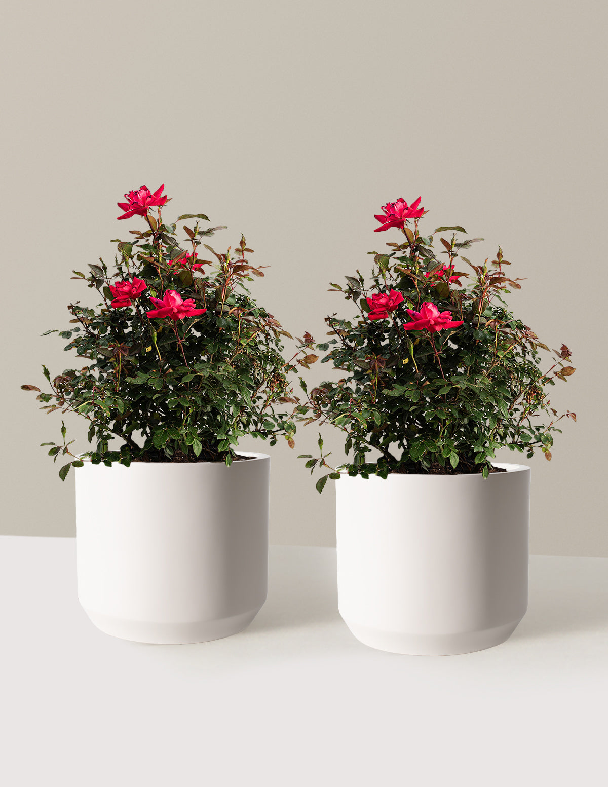 bundle | 3 Gallon - 2 Pack | Mexia | Cream