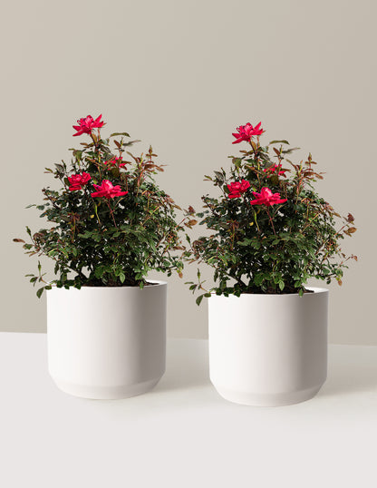 bundle | 3 Gallon - 2 Pack | Mexia | Cream