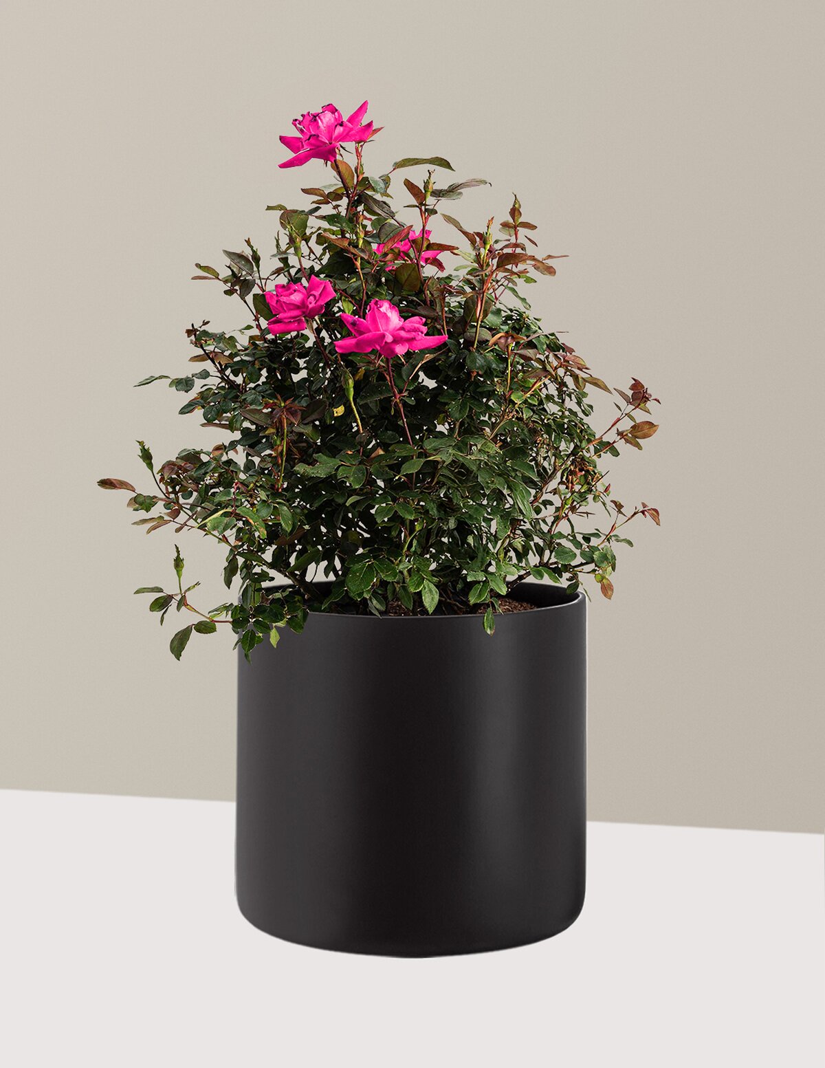 Pink Double Knock Out® Rose