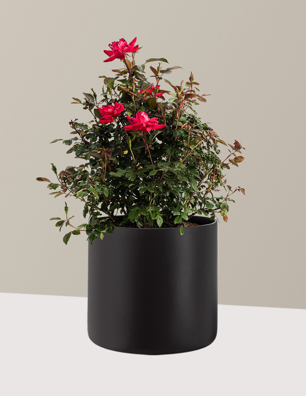 bundle | 3 Gallon | Agnes | Black