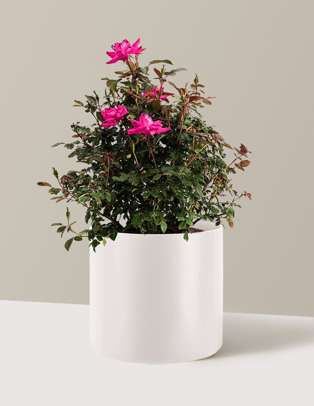 Pink Double Knock Out® Rose
