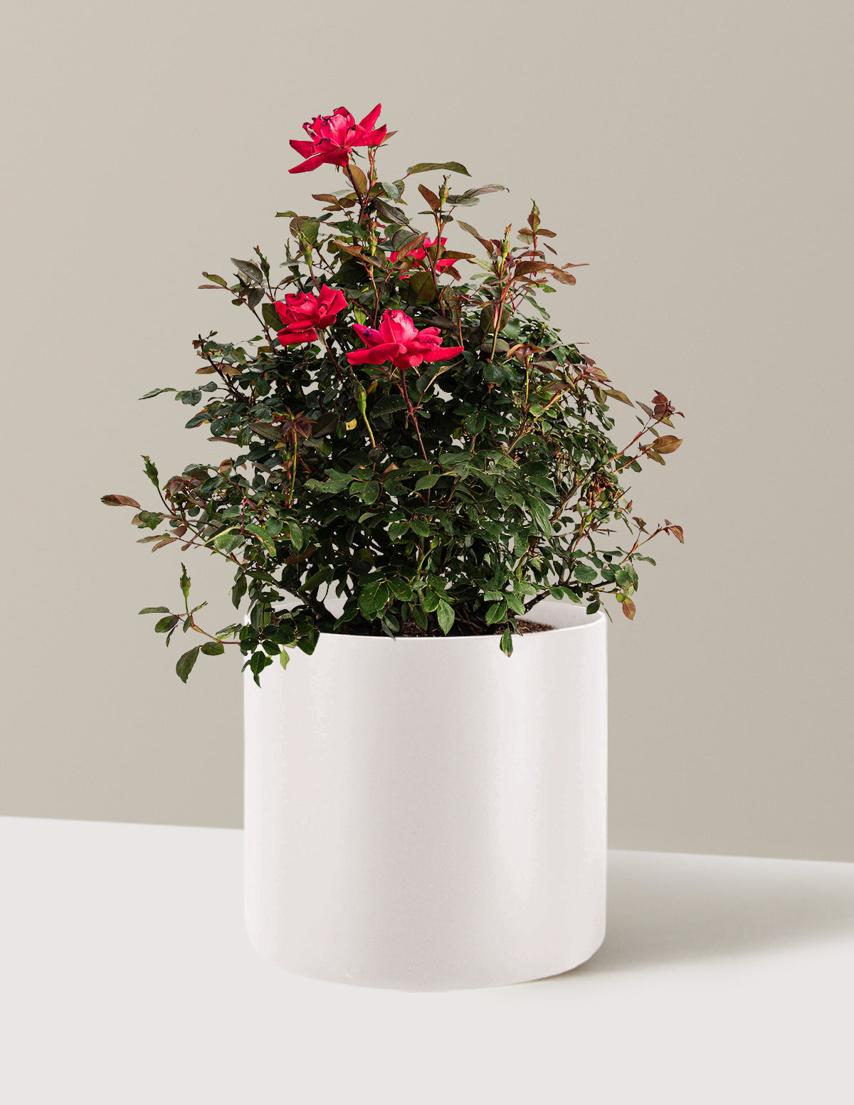 bundle | 3 Gallon | Agnes | Cream