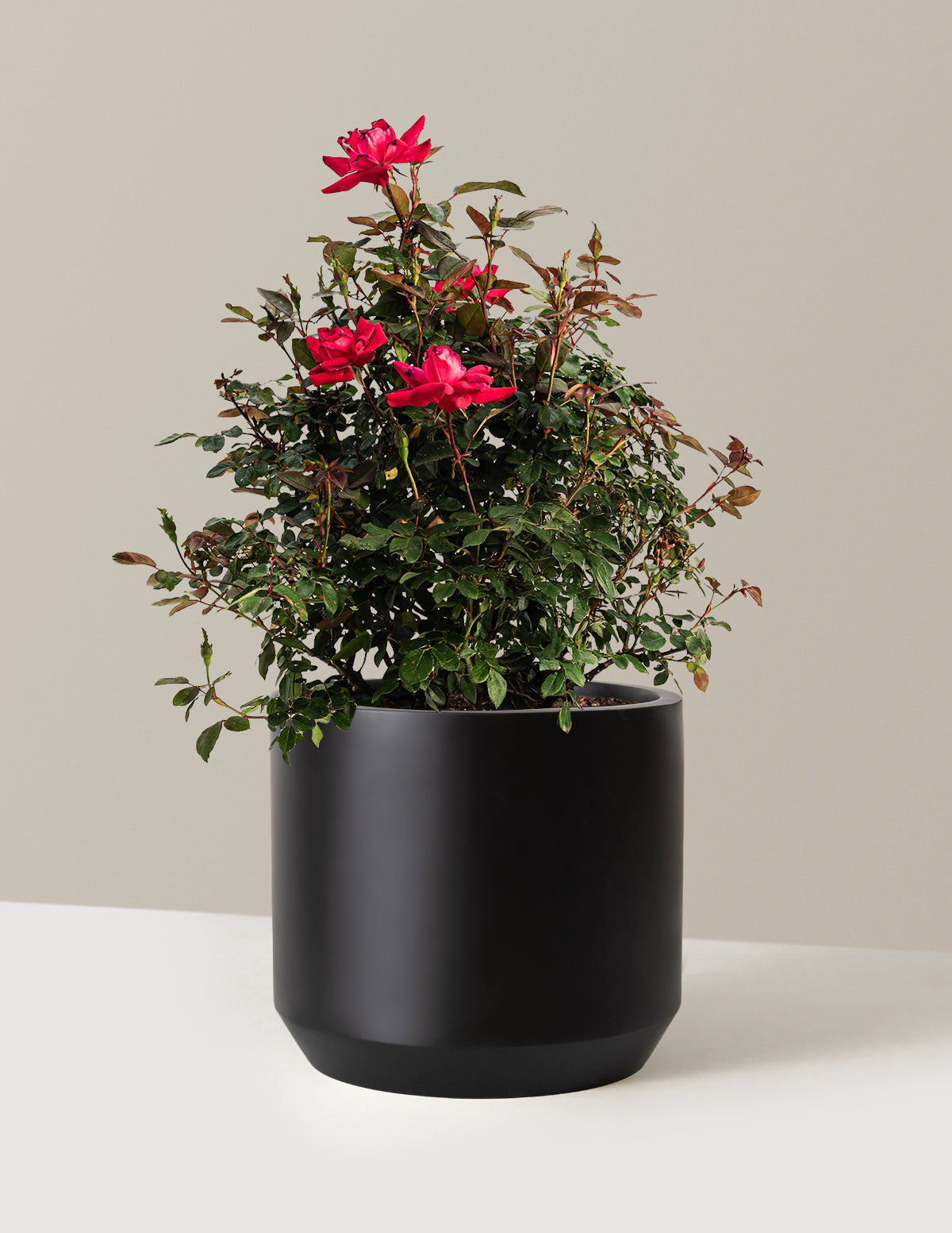 bundle | 3 Gallon | Mexia | Black