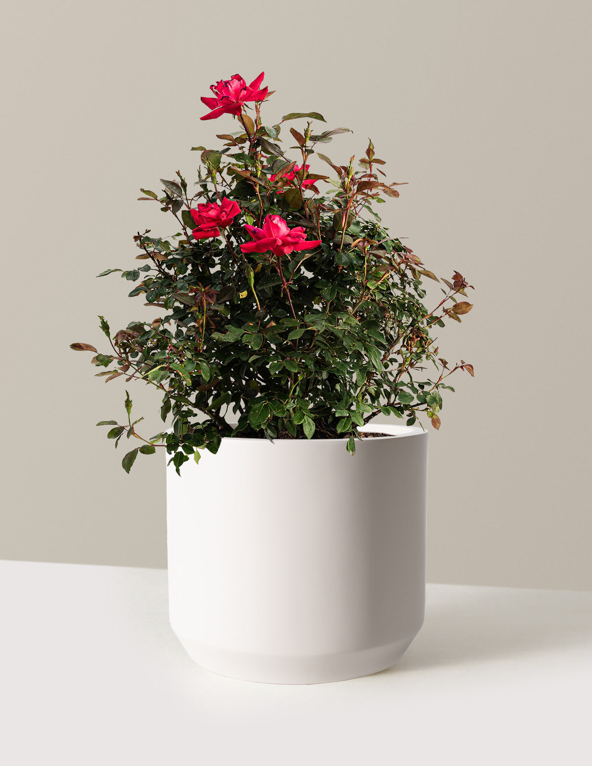 Double Knock Out® Rose
