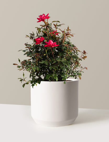 Double Knock Out® Rose