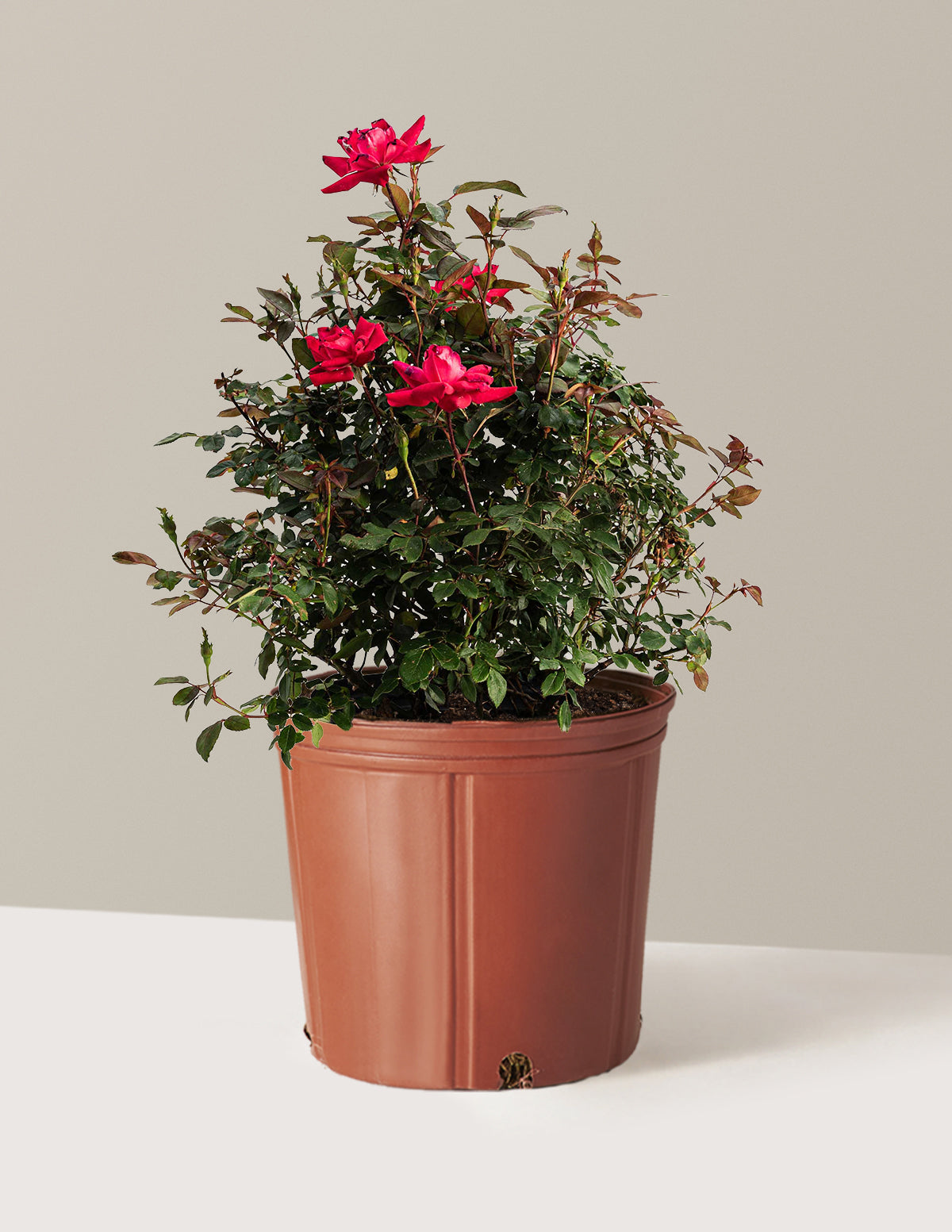 bundle | 3 Gallon | Grow Pot