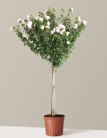 Double Pink Rose of Sharon Tree