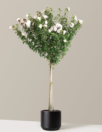 Double Pink Rose of Sharon Tree