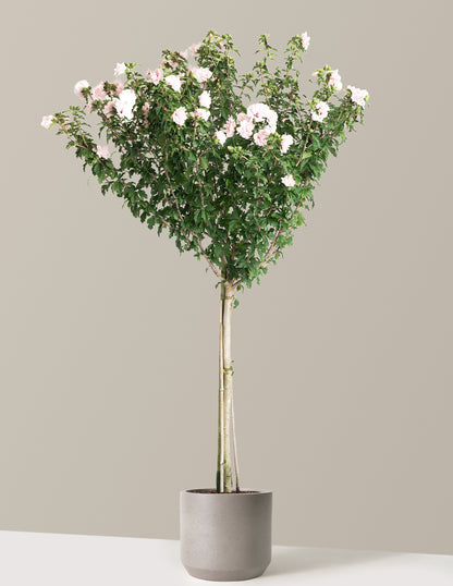 Double Pink Rose of Sharon Tree