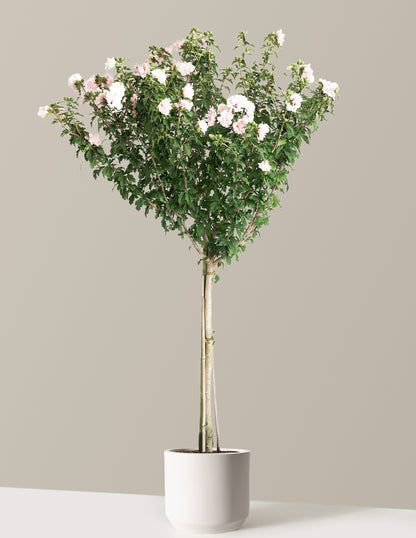 Double Pink Rose of Sharon Tree