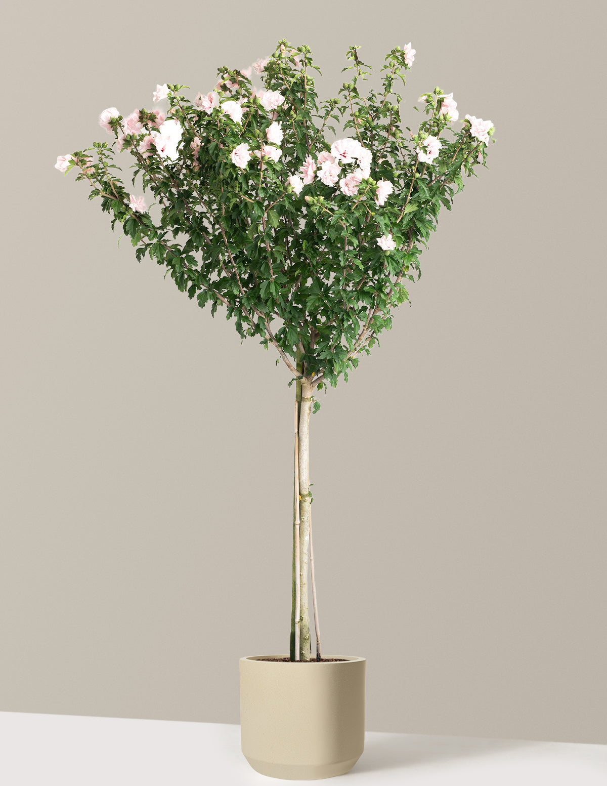 Double Pink Rose of Sharon Tree